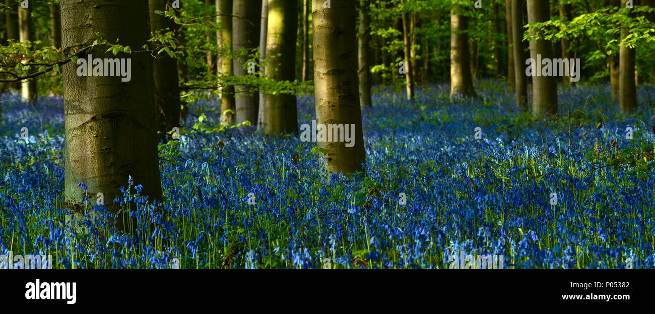 A carpet of Blue bells in Duke's Wood (3) Stock Photo