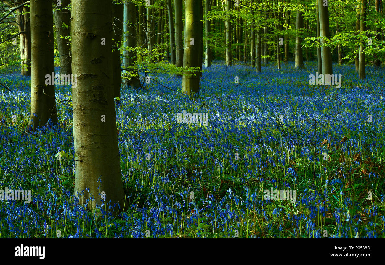 A carpet of Blue bells in Duke's Wood (4) Stock Photo