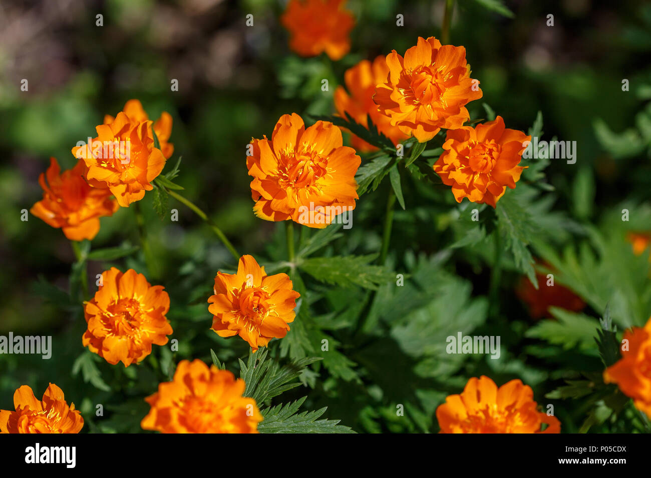 Orange flowers of Chinese Trollblume globeflower Trollius chinensis asiaticus, or ledebourii Stock Photo