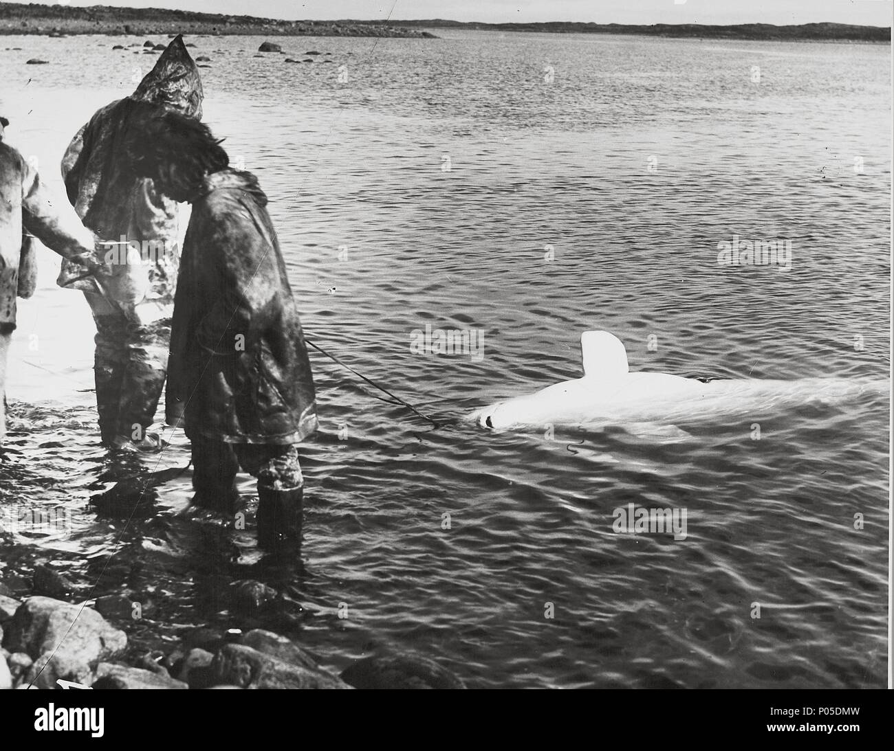 Original Film Title NANOOK OF THE NORTH. English Title NANOOK OF THE