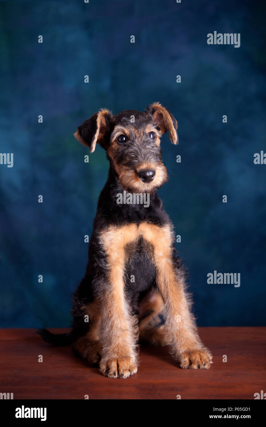 Airedale puppy portrait Stock Photo
