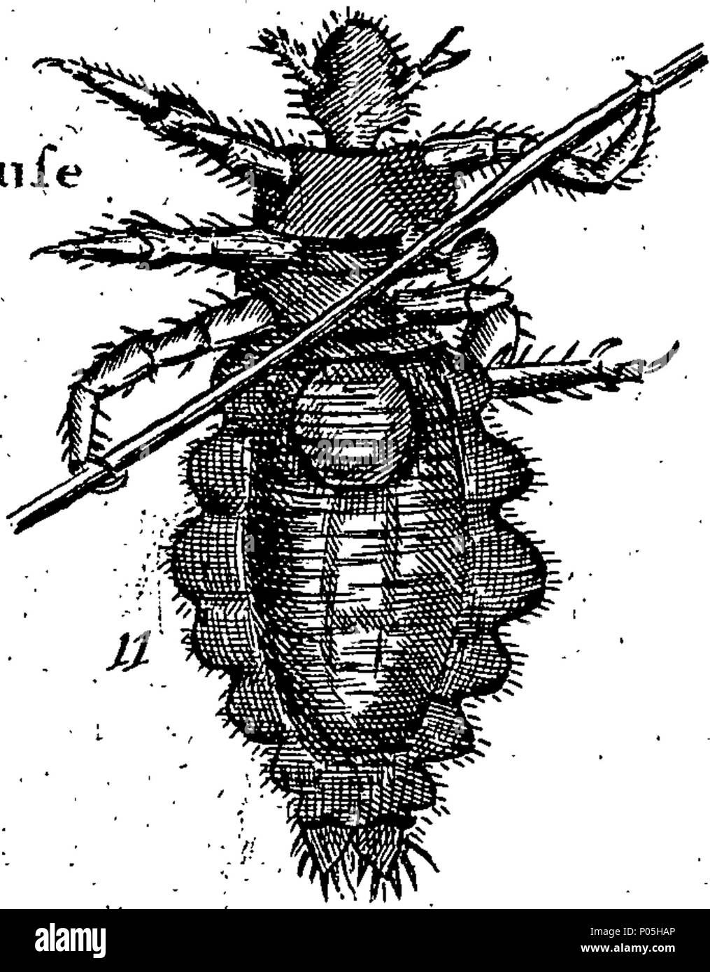 . English: Fleuron from book: A description of three hundred animals ...