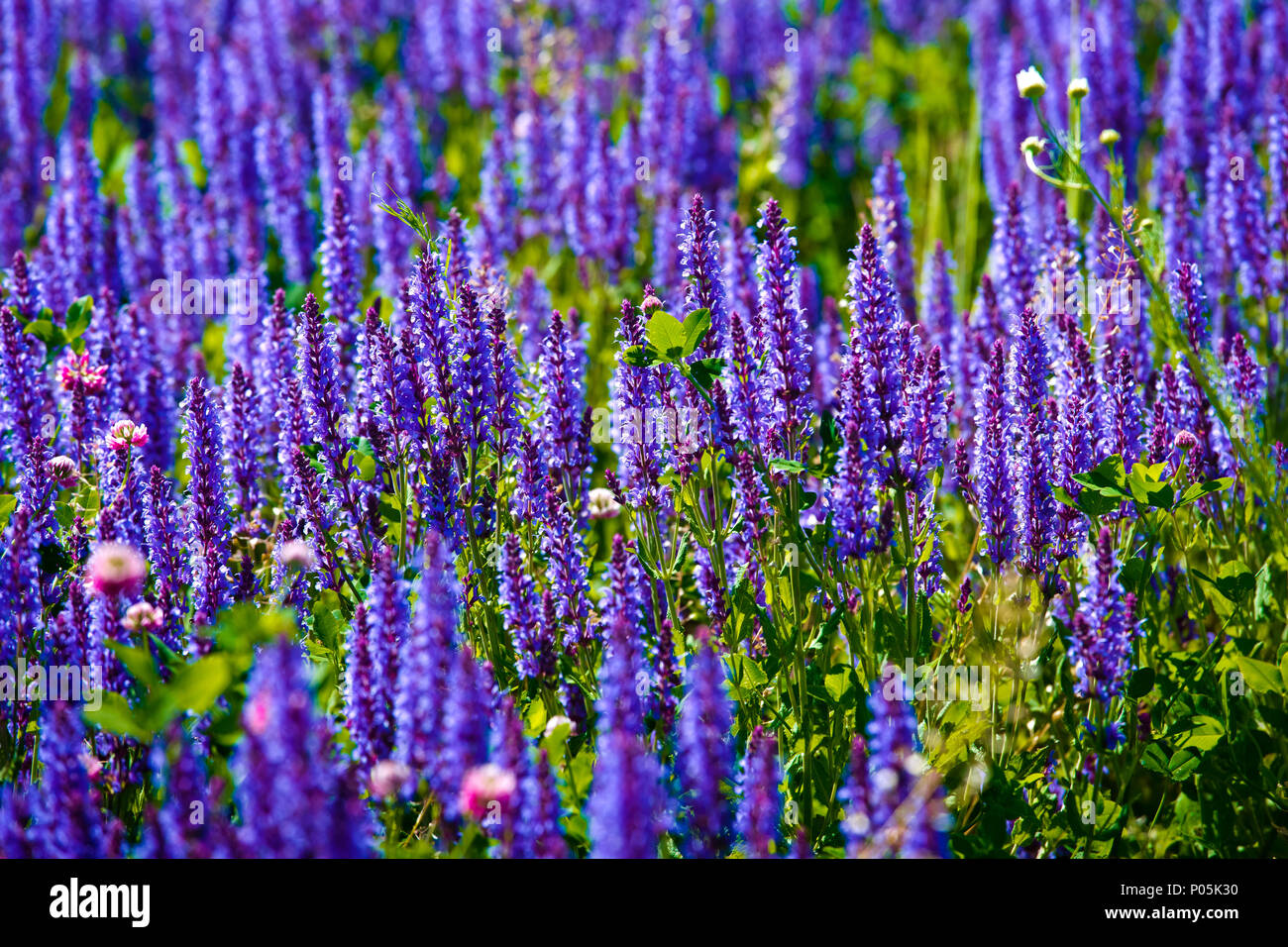 Field with beautiful pink and violet lupins flowers Stock Photo