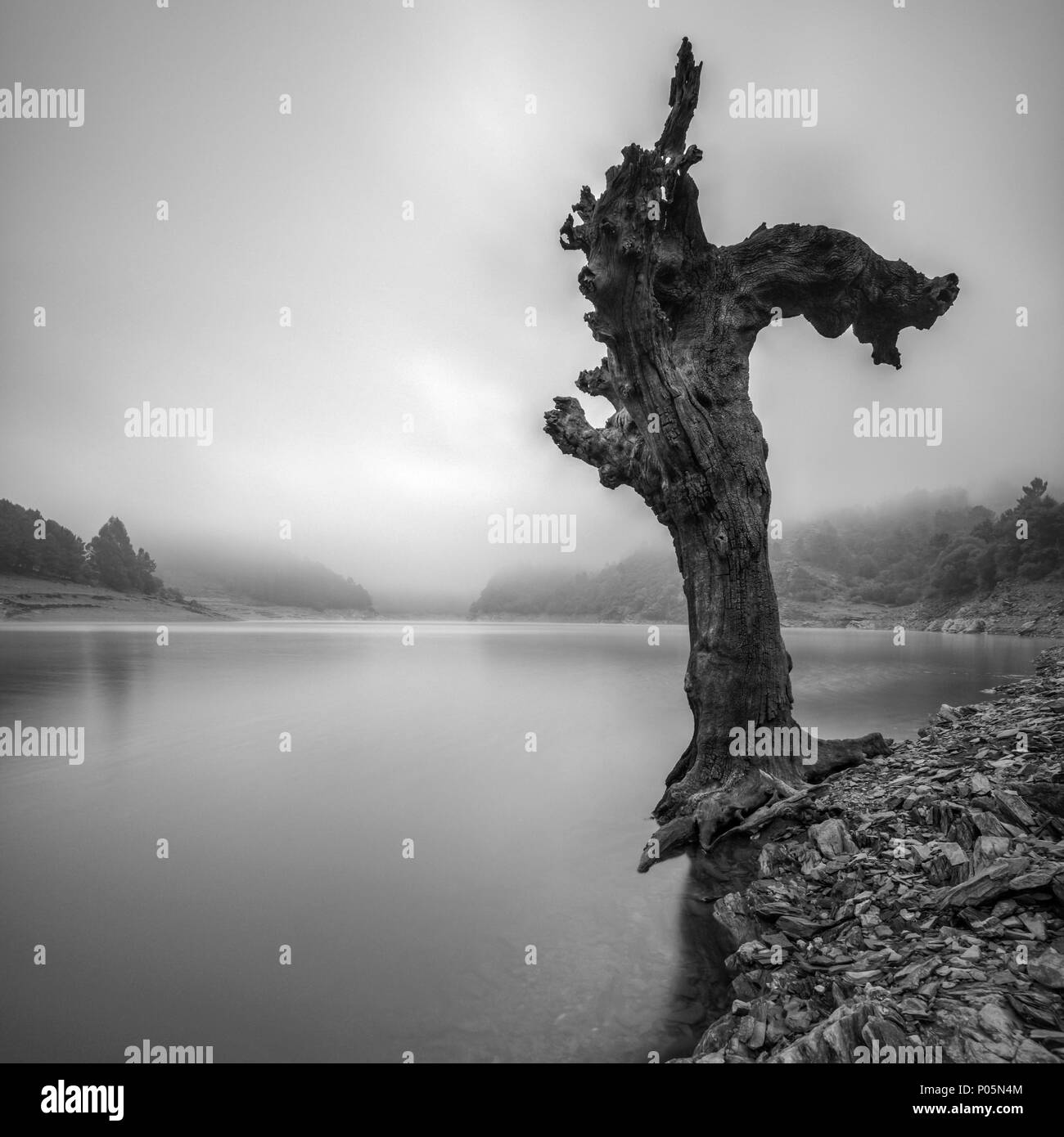 Dead tree on the bank of a river, in black and white, in Portomarín, Lugo, Galicia Stock Photo