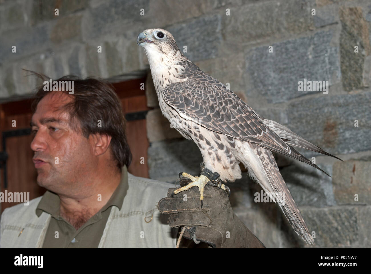 The biologist Bernardo Pedroni shows a Lanner Falcon (Falco biarmicus) to visitors, Osservatorio Eco-Faunistico Alpino, Aprica, Lombardy, Italy Stock Photo