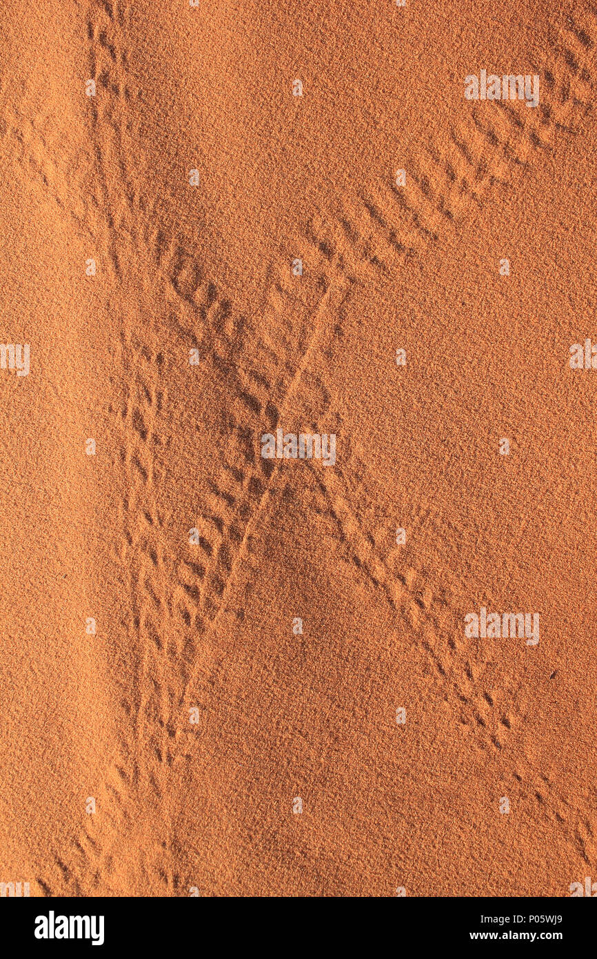 Beetle Tracks in Sahara Desert, Merzouga, Morocco Stock Photo