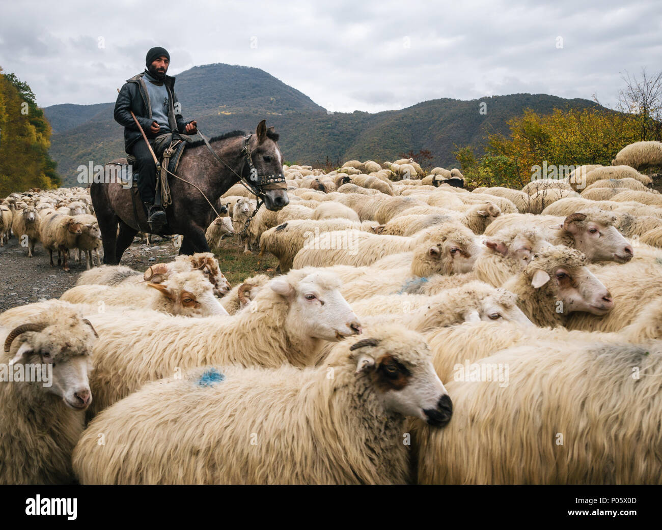 Zhinvali village, Mtskheta-Mtianeti, Georgia - October 21, 2016: Shepherd with crook riding a horse and herding a group of sheep Stock Photo