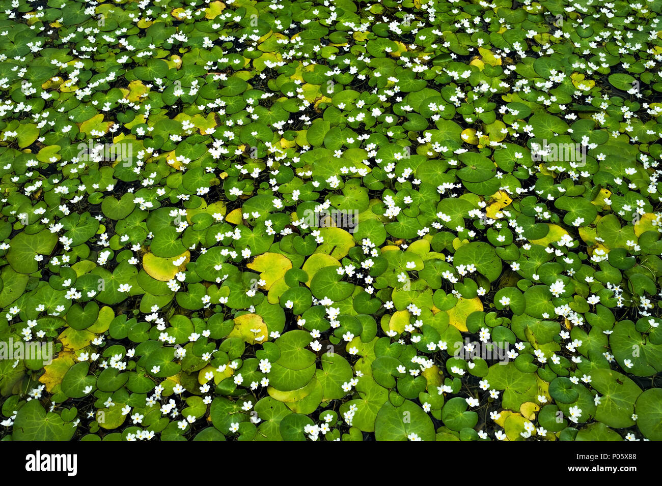 Natural green duckweed with white flowers in water pool Stock Photo Alamy