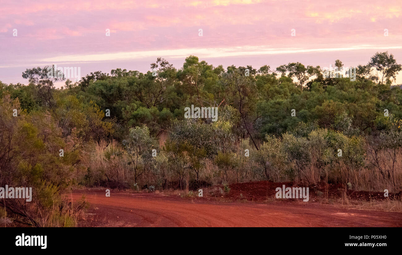 Gibb Challenge 2018 pindan dirt road Gibb River Road and eucalyptus gum trees in savannah woodland at sunrise Kimberley WA Australia. Stock Photo
