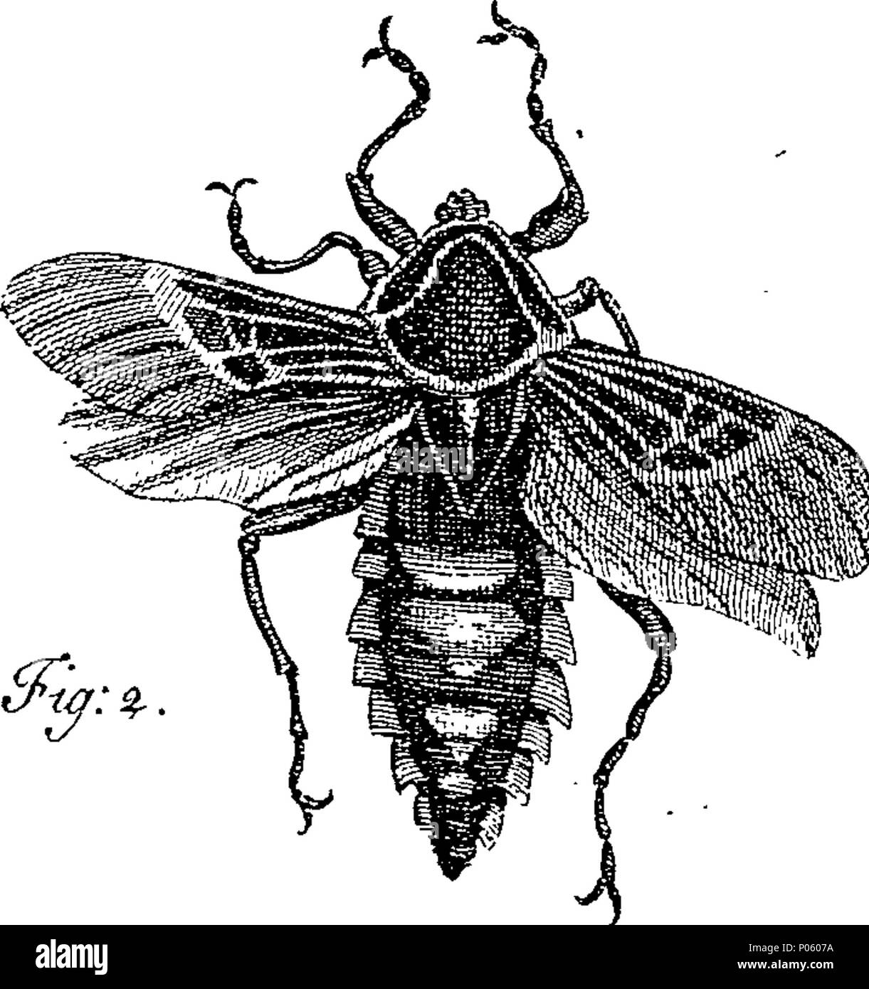 . English: Fleuron from book: A description of a great variety of ...