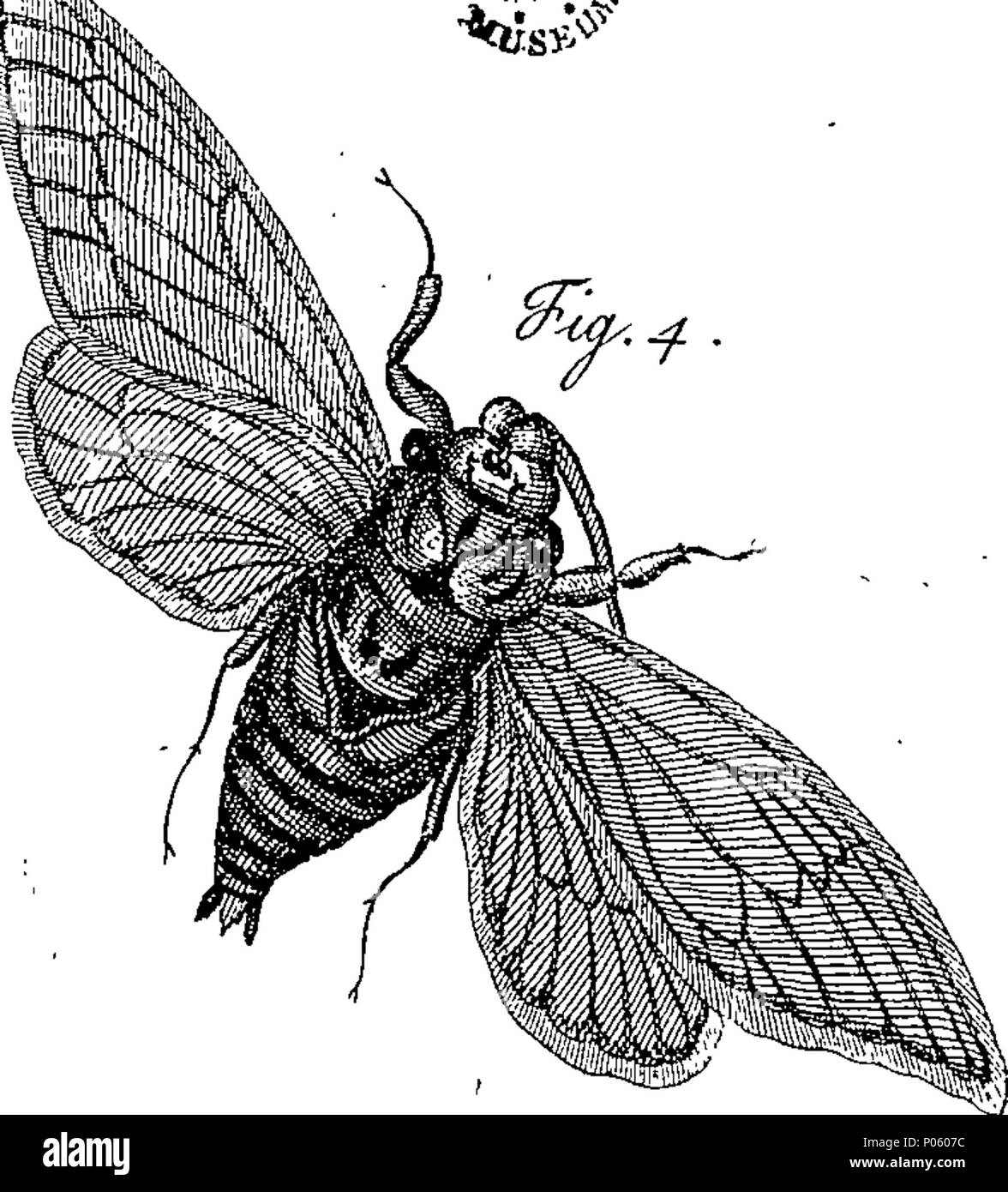 . English: Fleuron from book: A description of a great variety of ...