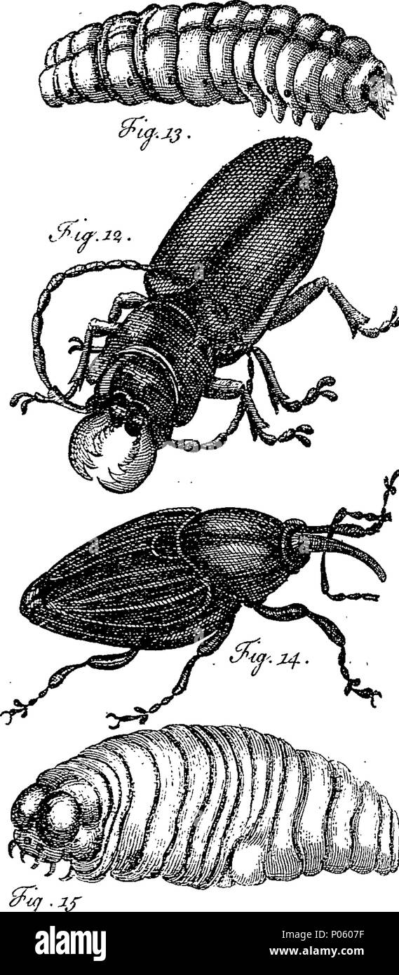 . English: Fleuron from book: A description of a great variety of ...