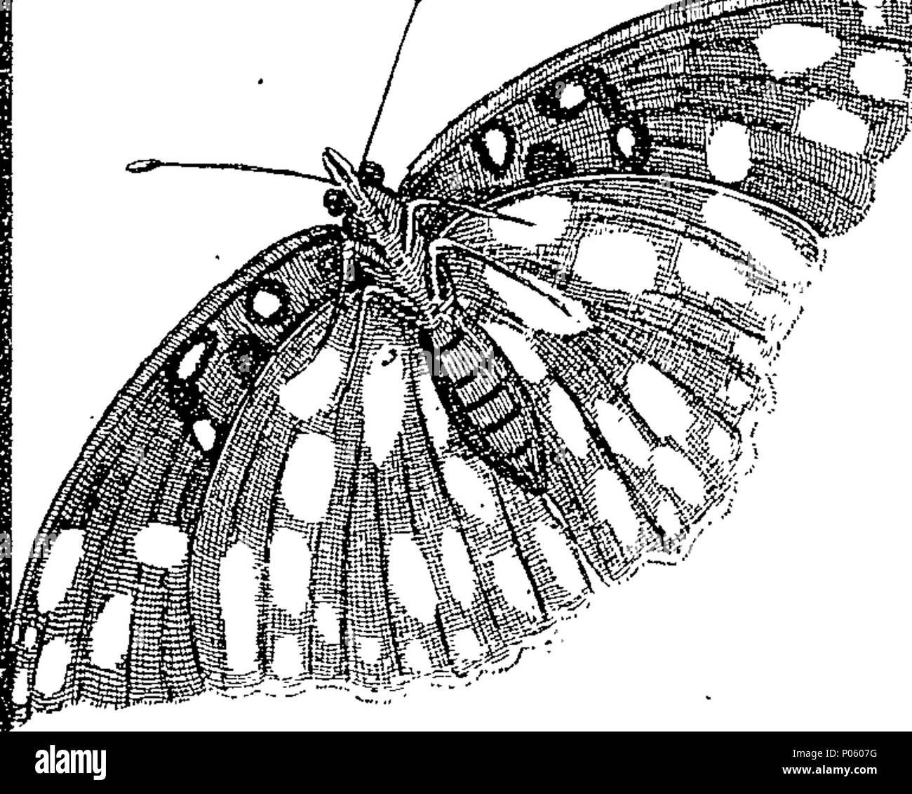 . English: Fleuron from book: A description of a great variety of ...