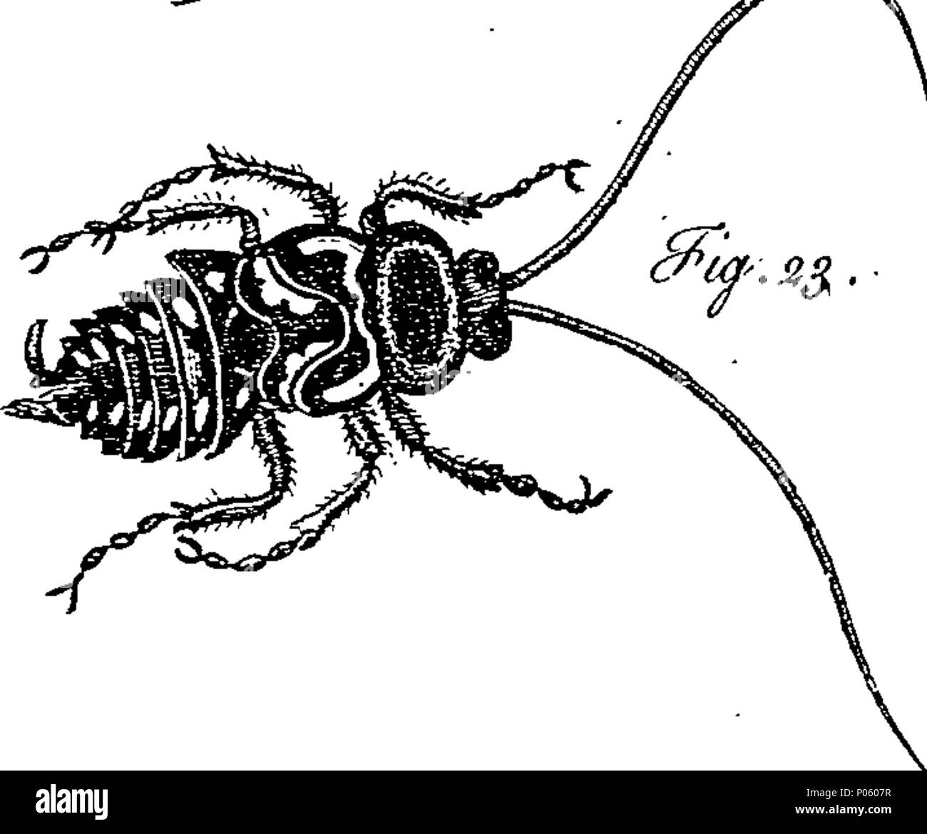 . English: Fleuron from book: A description of a great variety of ...