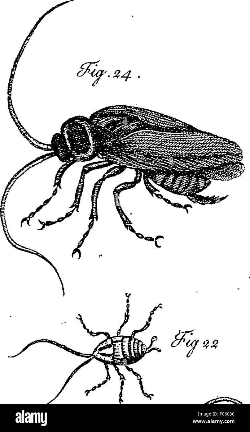 Variety of insect illustrations hi-res stock photography and images - Alamy