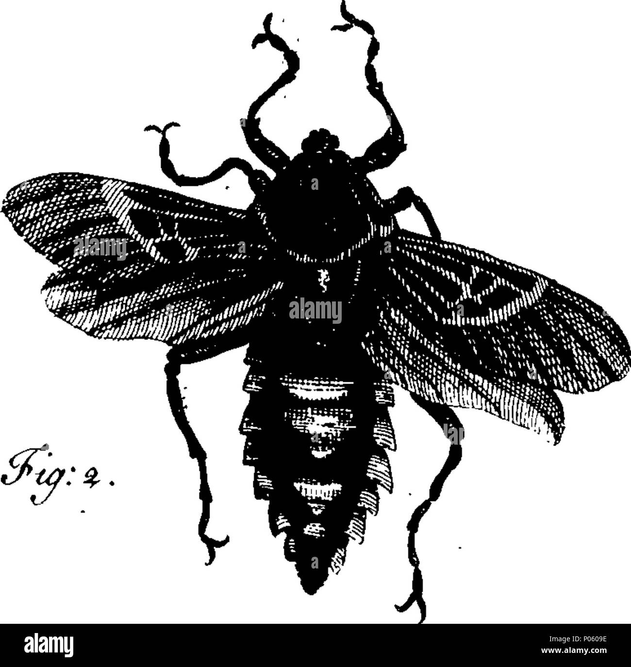. English: Fleuron from book: A description of a great variety of ...