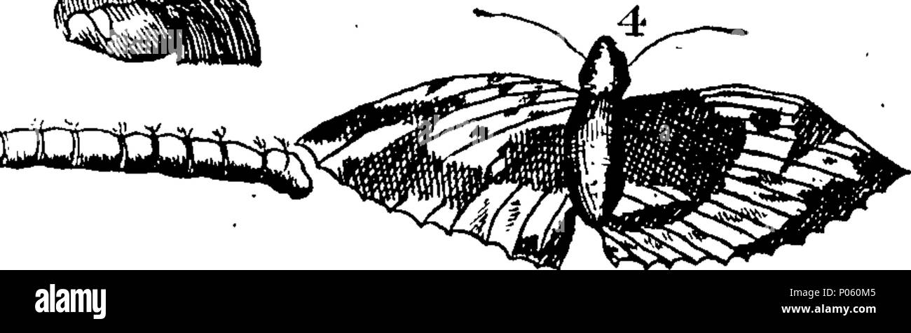 . English: Fleuron from book: A description of above three hundred ...