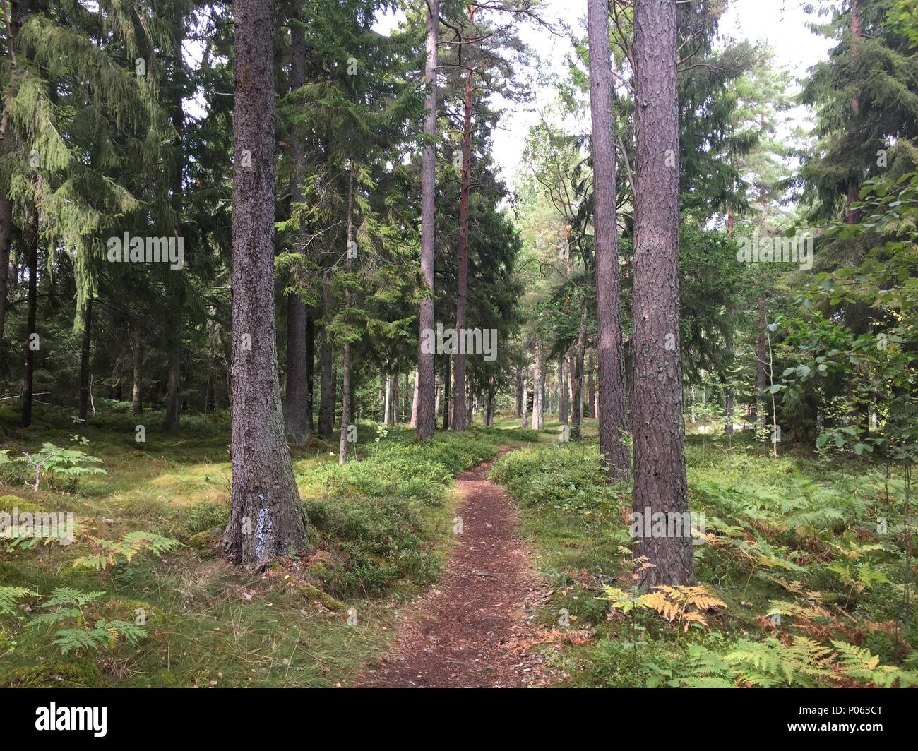 Weg durch den Wald in Schweden, path trough the woods Sweden Stock Photo
