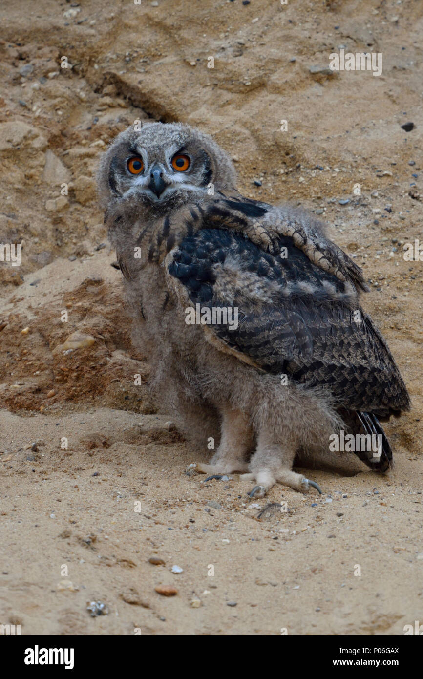 Eurasian Eagle Owl / Europaeischer Uhu ( Bubo bubo ), young chick, owlet standing in the wall of a sand pit, moulting plumage, wildlife, Europe. Stock Photo