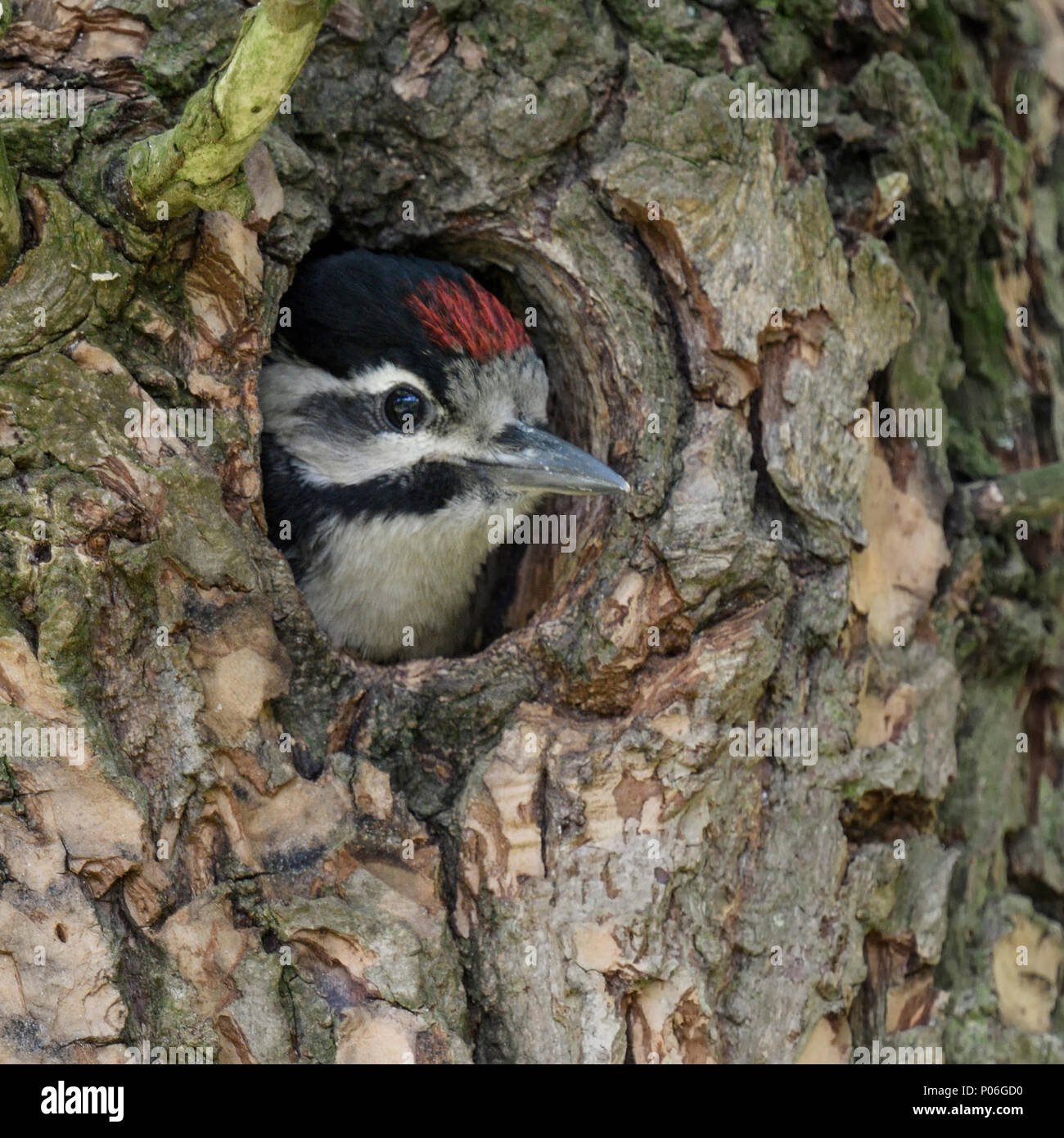 Great spotted woodpecker nest hi-res stock photography and images - Alamy