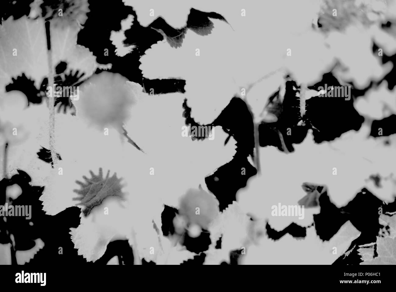 Black and white flower abstract Stock Photo Alamy