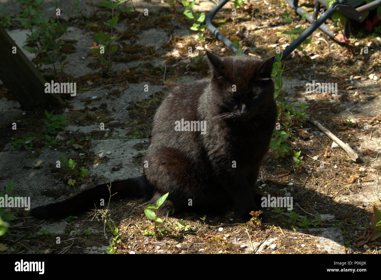 Black cat in a garden Stock Photo - Alamy