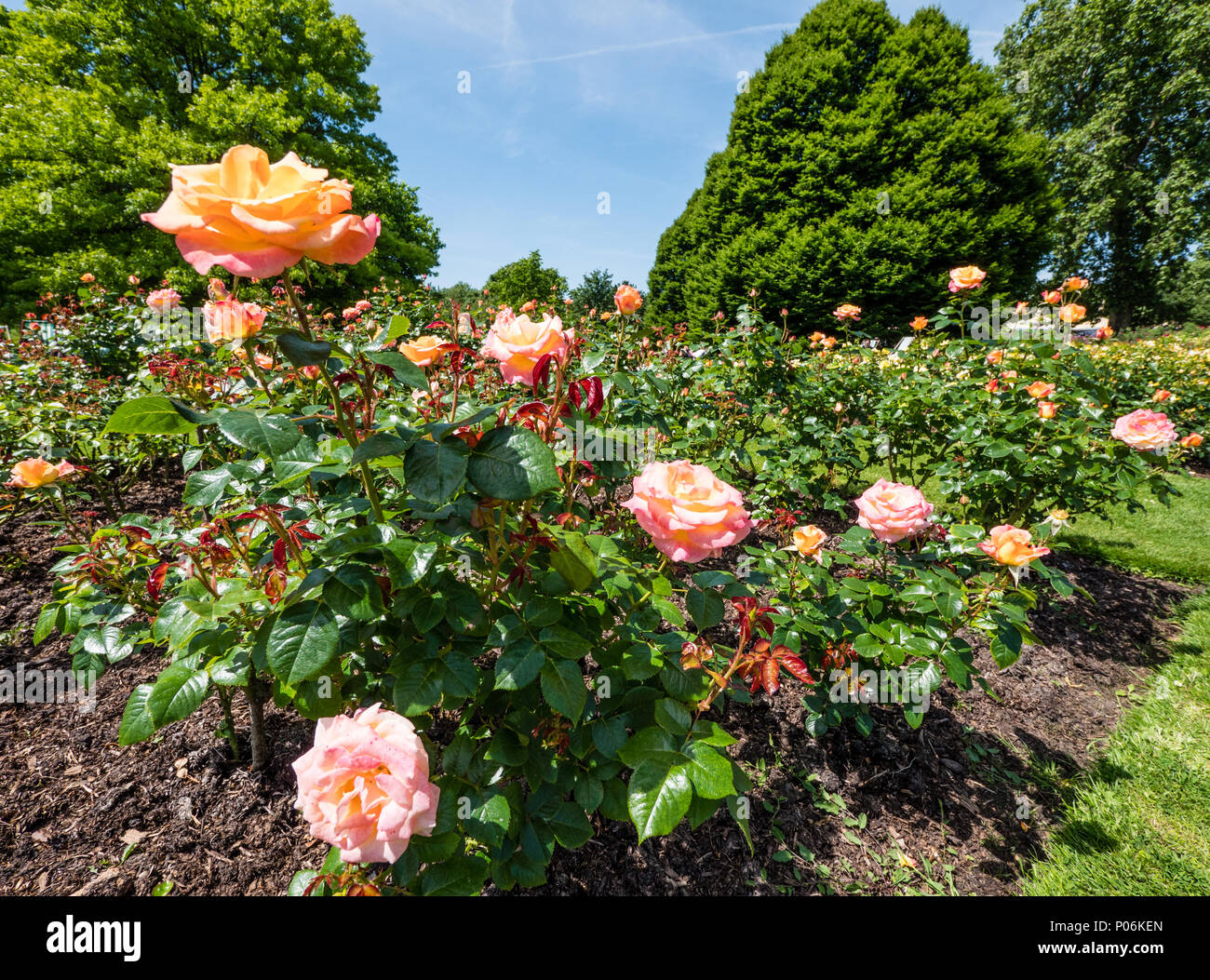 Roses, Queen Mary's Gardens, Rose Garden, Regents Park, London, England, UK, GB. Stock Photo