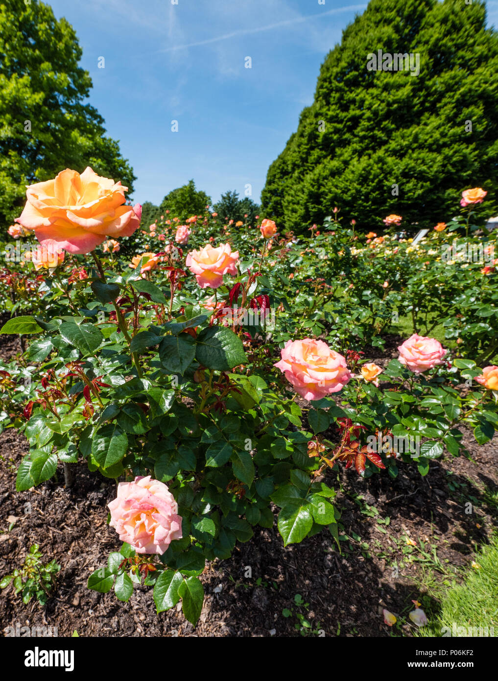 Roses, Queen Mary's Gardens, Rose Garden, Regents Park, London, England