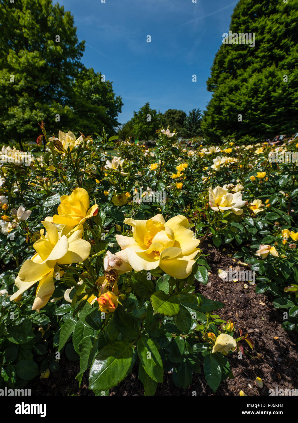 Roses, Queen Mary's Gardens, Rose Garden, Regents Park, London, England, UK, GB. Stock Photo