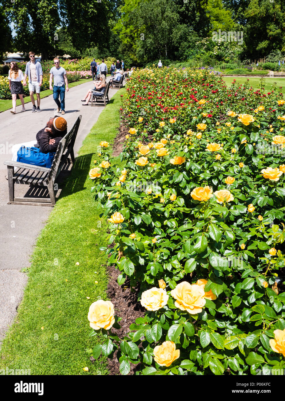 Man Sleeping, Queen Mary's Rose Gardens, Regents Park, London, England, UK, GB. Stock Photo