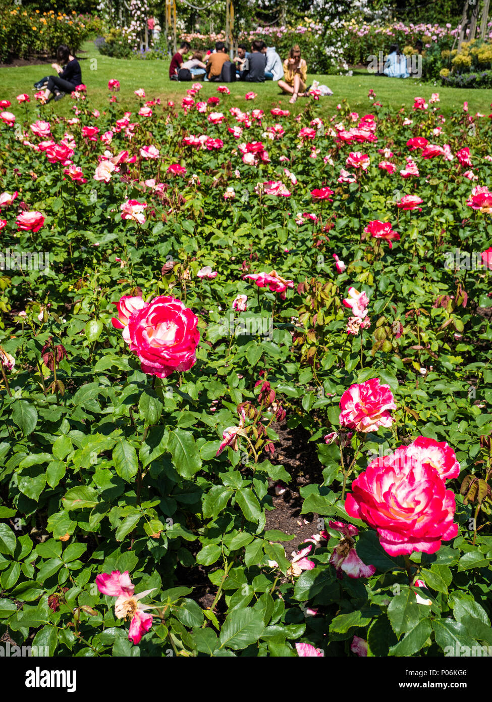 People Relaxing, Queen Mary's Gardens, Rose Garden, Regents Park, London, England, UK, GB. Stock Photo