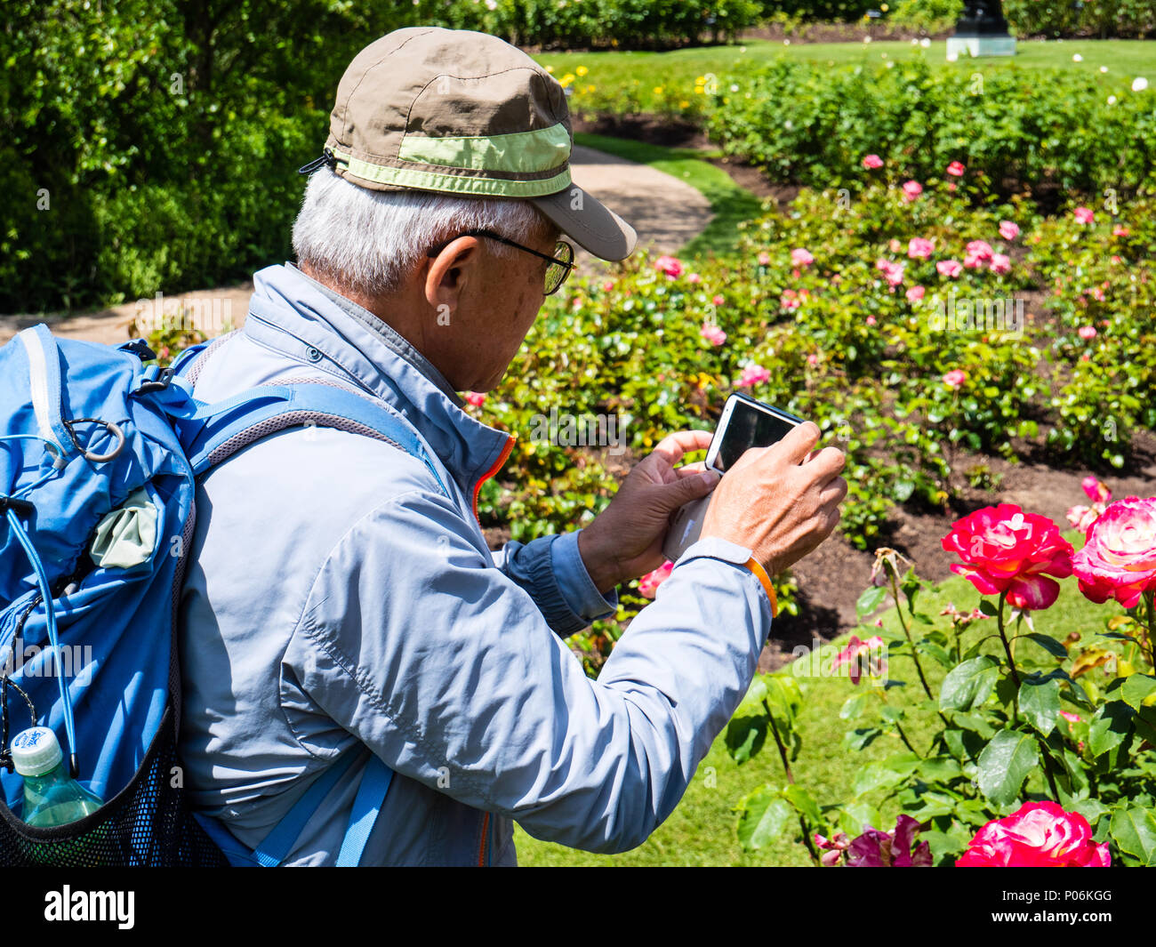 Tourist Photographing Roses, Queen Mary's Gardens, Rose Garden, Regents Park, London, England, UK, GB. Stock Photo