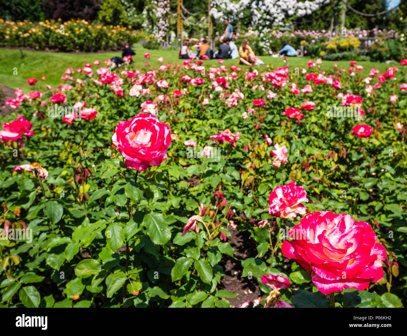 People Relaxing, Queen Mary's Gardens, Rose Garden, Regents Park, London, England, UK, GB. Stock Photo