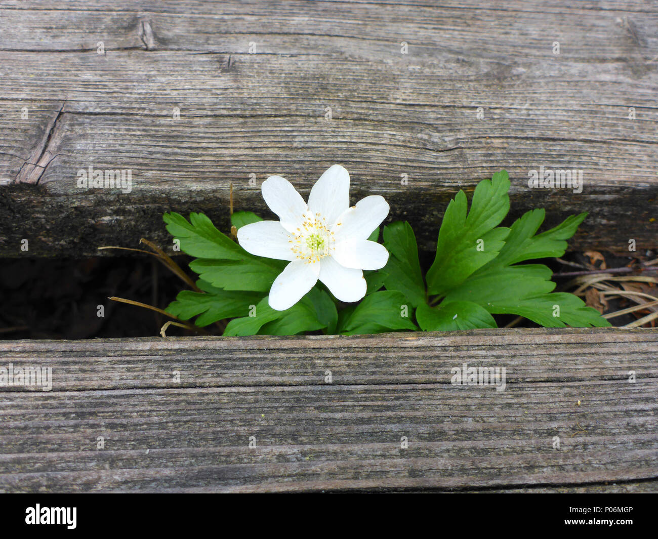 wooden background with wood anemone Stock Photo