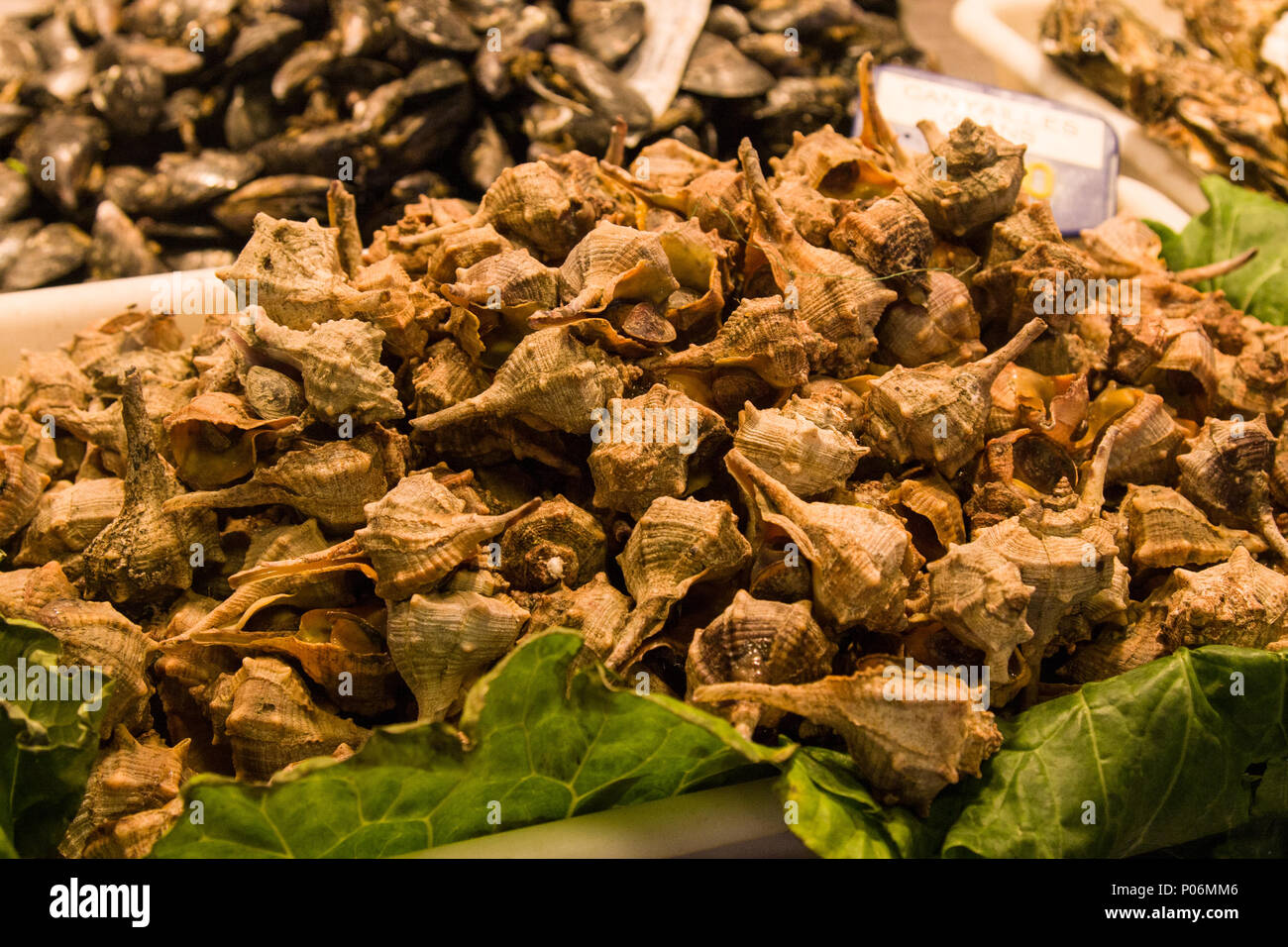 Shells (Bolinus brandaris) on ice  at the Boqueria market, Barcelona, Catalonia, Spain Stock Photo