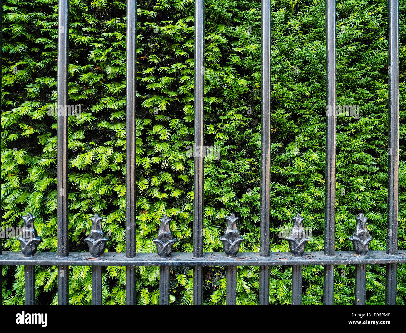 Railings and Bush Stock Photo - Alamy