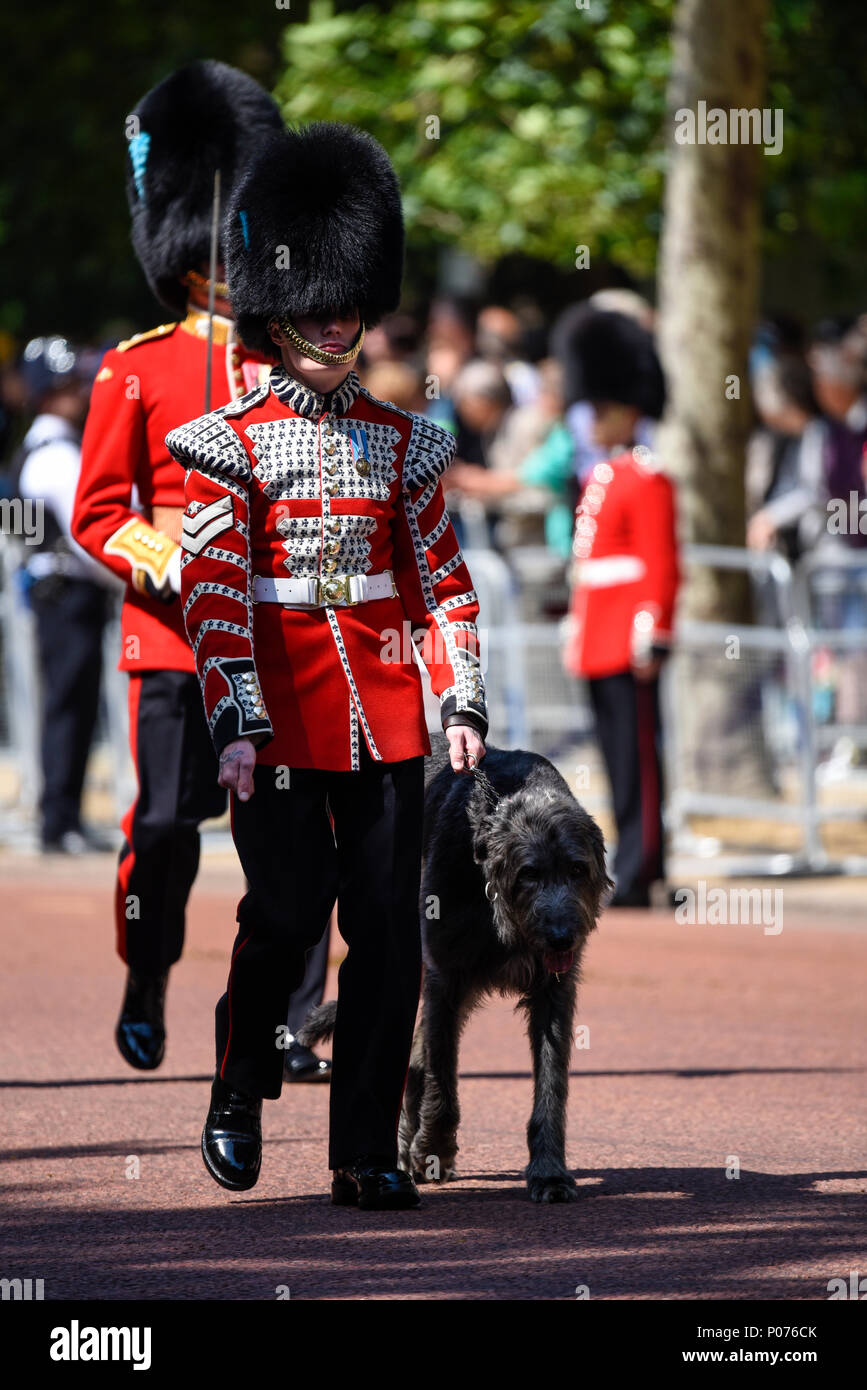 Trooping the Colour 2018. Domhnall, Mascot of 1st Battalion Irish ...