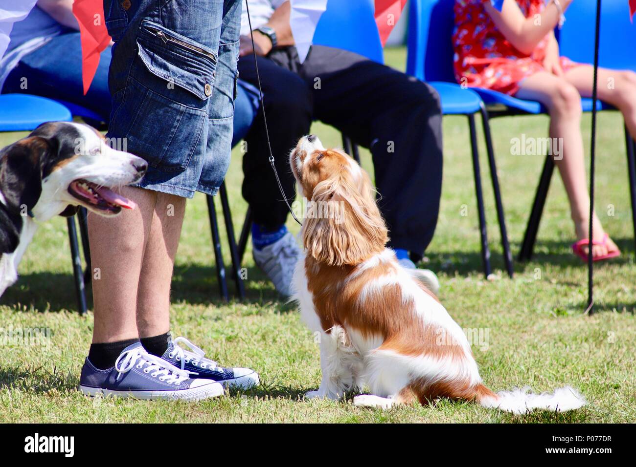 Ipswich, Suffolk, 9 June 2018. UK Weather: Hot bright and sunny for the Kesgrave Family Fun Day and Dog Show. Stock Photo