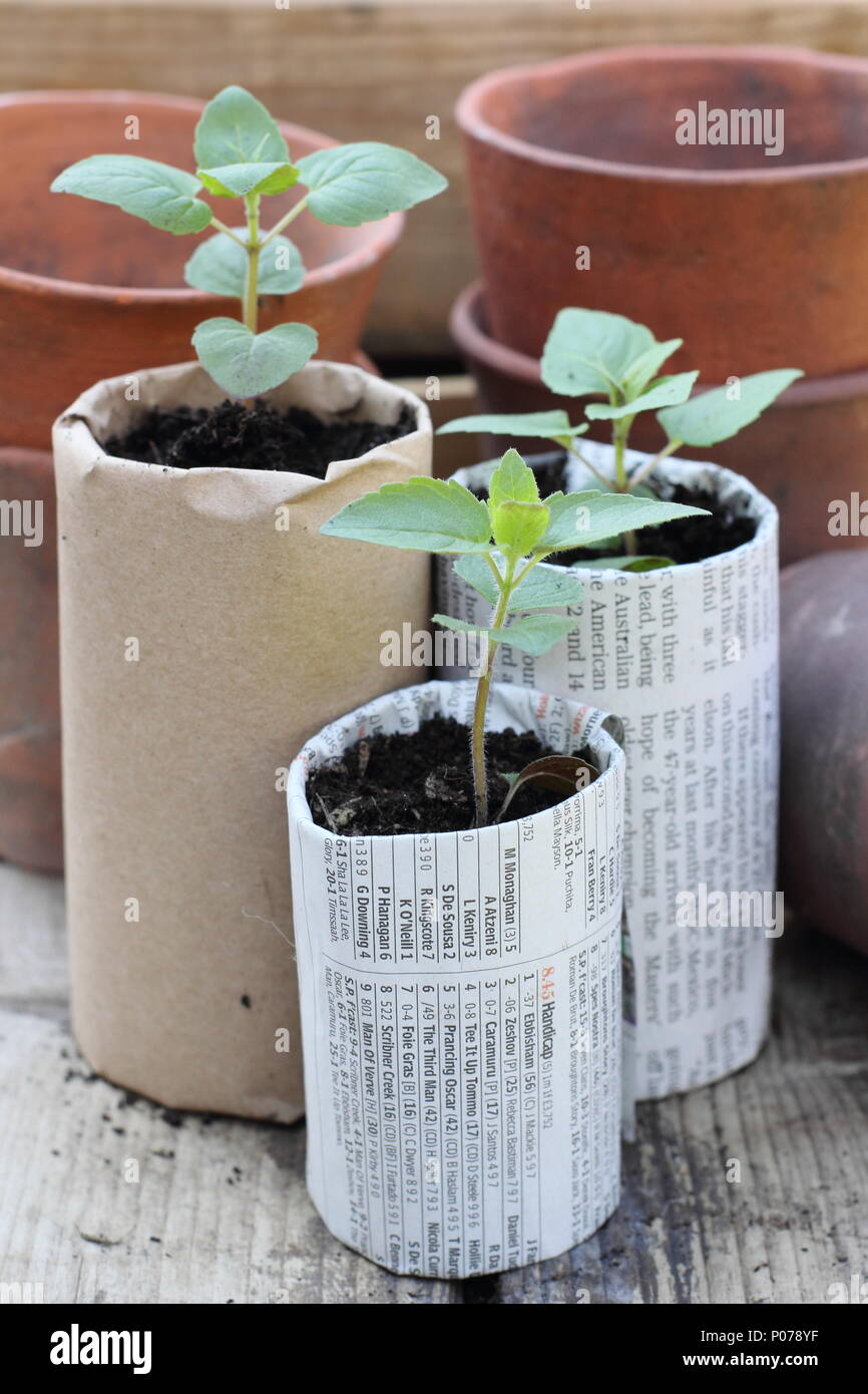 Plastic free gardening. Old clay pots, wooden seed trays and home made paper pots for seedlings used to reduce plastic use in the garden, England,UK Stock Photo