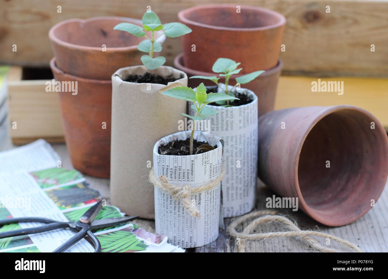 Plastic free gardening. Old clay pots, wooden seed trays and home made paper pots for seedlings used to reduce plastic use in the garden, England,UK Stock Photo