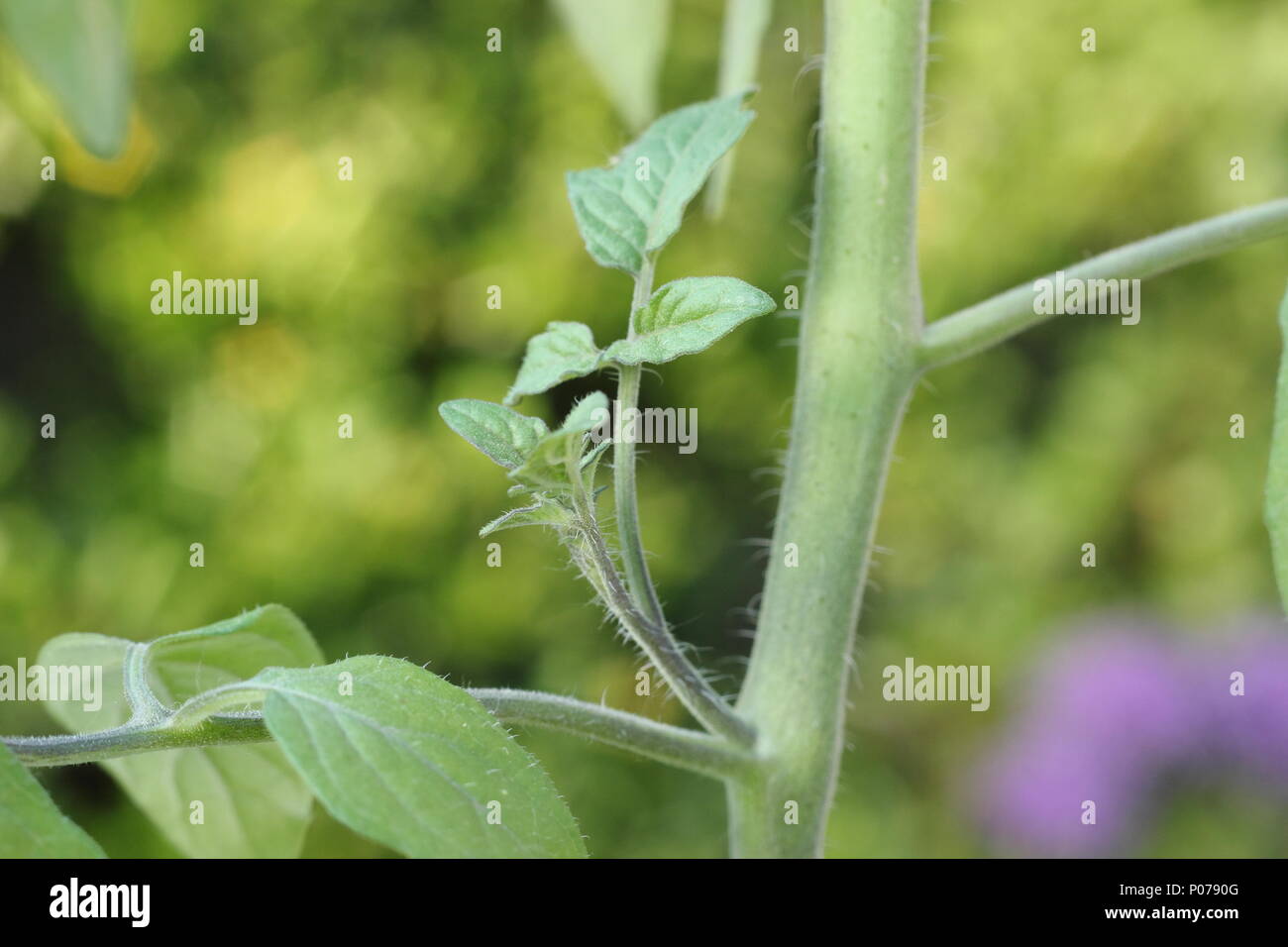 Solanum lycopersicum. Side shoot of a tomato plant before removal (pinching out), in early summer, England, UK Stock Photo