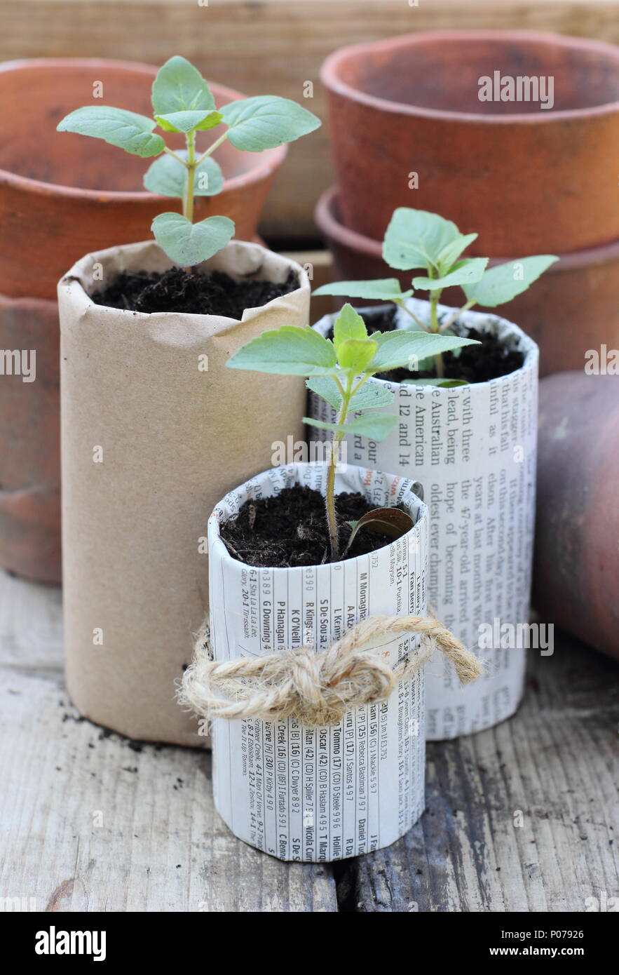 Plastic free gardening. Old clay pots, wooden seed trays and home made paper pots for seedlings used to reduce plastic use in the garden, England,UK Stock Photo