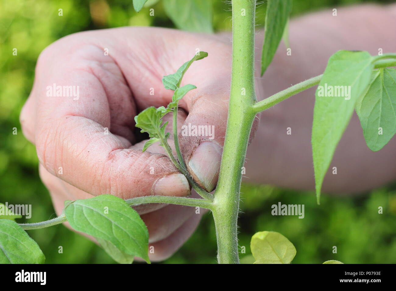 Pinch out tomatoes hires stock photography and images Alamy