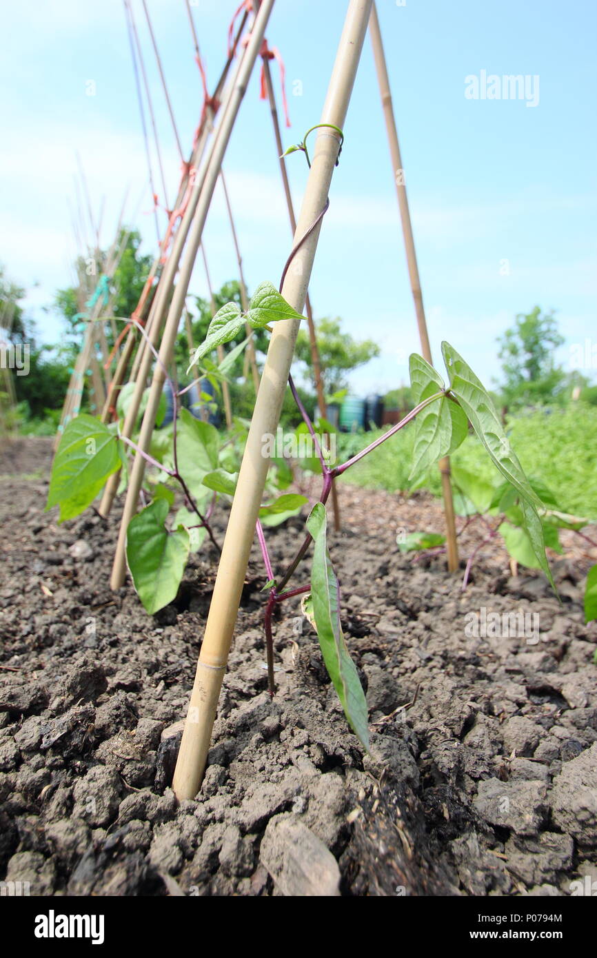 Phaseolus coccineus. Young runner bean plants climbing up cane support frame in English kitchen garden, UK Stock Photo