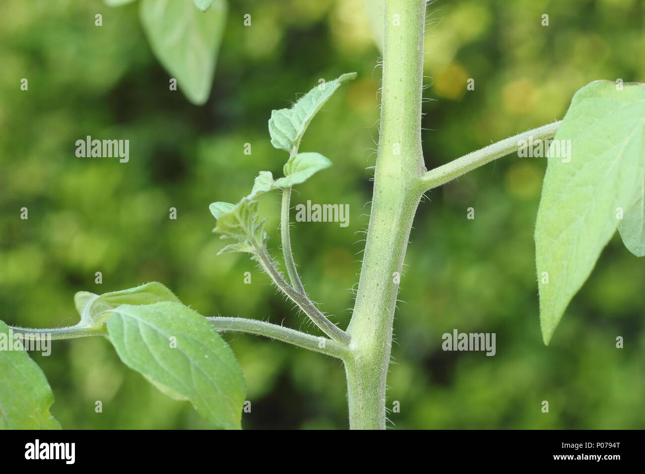 Solanum lycopersicum. Side shoot of a tomato plant before removal by pinching out in early summer, England, UK Stock Photo