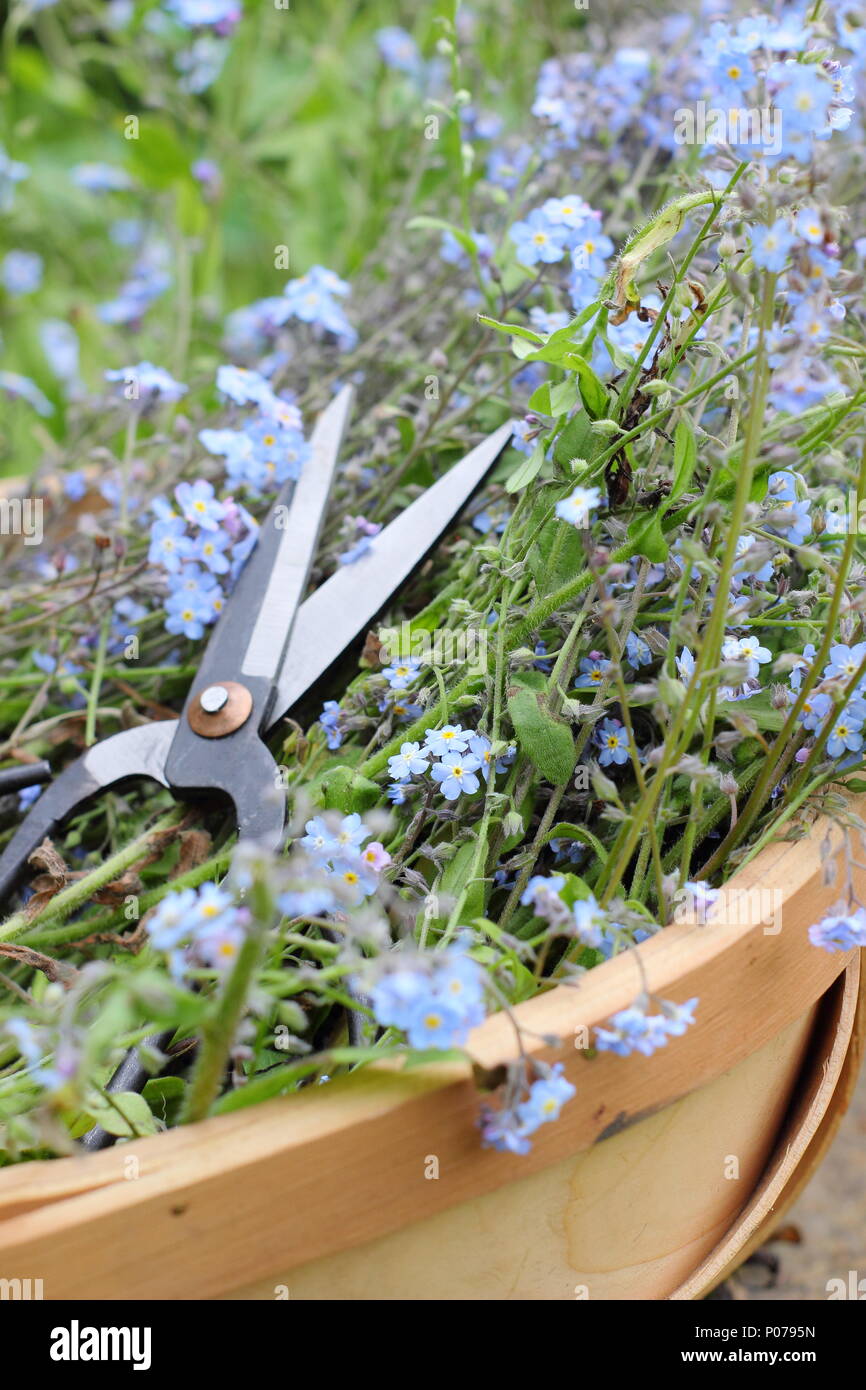 Myosotis. Clearing forget me not flowers (Myosotis), from the border of an English garden into a trug in late spring, UK Stock Photo