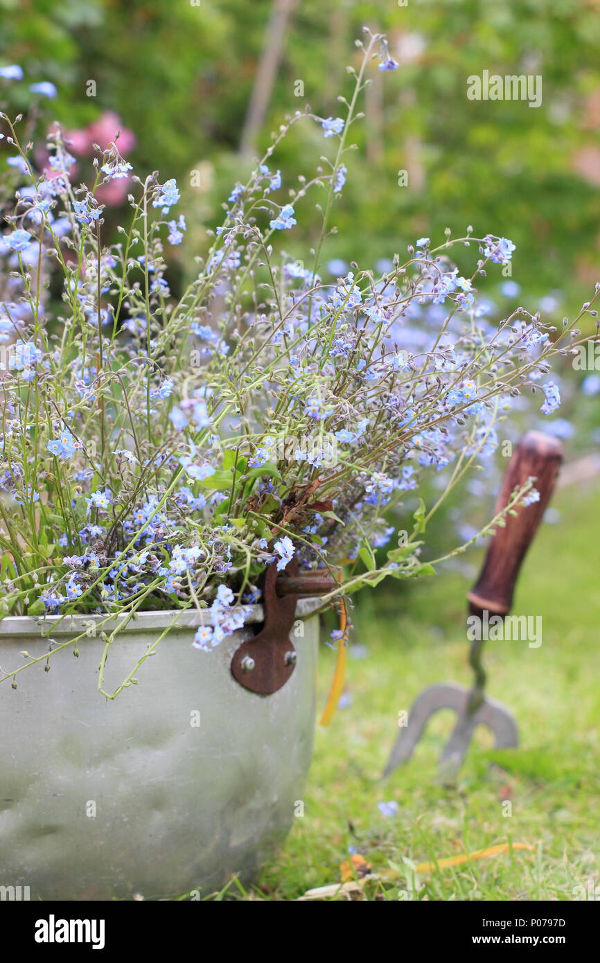 Myosotis. Clearing forget me not flowers (Myosotis), from the border of an English garden into an old metal container in late spring, UK Stock Photo