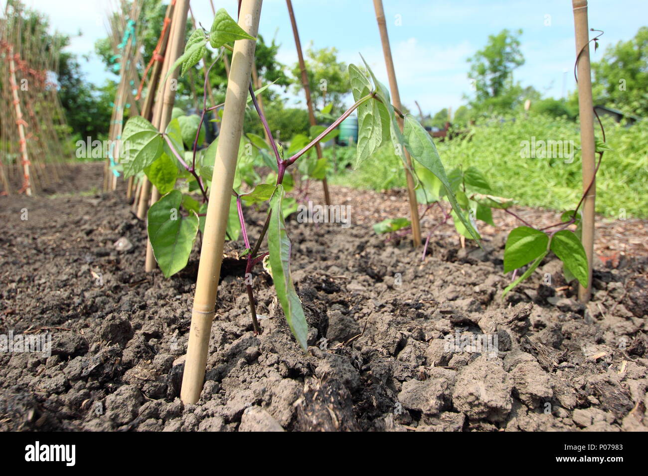 Phaseolus coccineus. Young runner bean plants climbing up cane support frame in English kitchen garden, UK Stock Photo