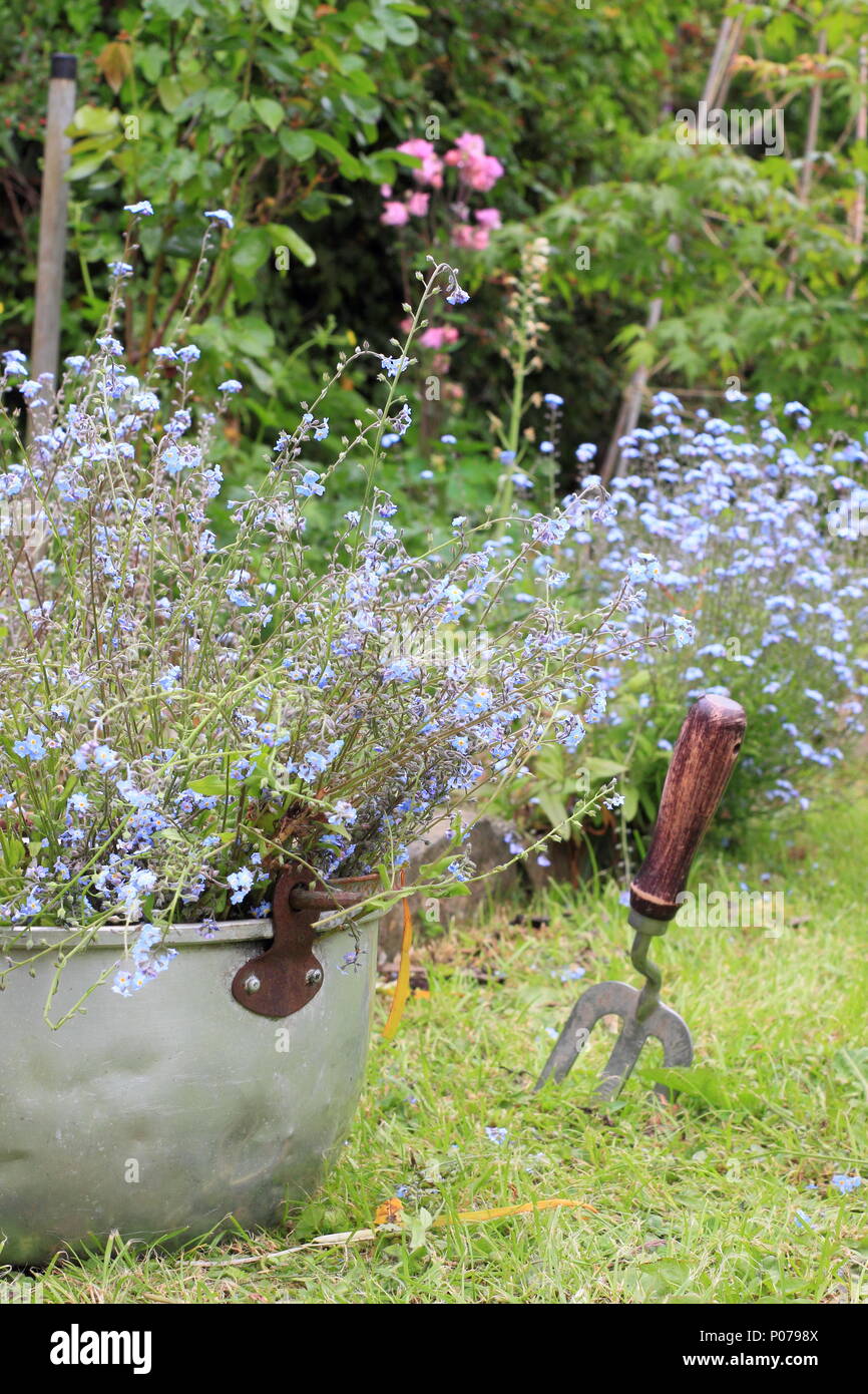 Myosotis. Clearing forget me not flowers (Myosotis), from the border of an English garden into an old metal container in late spring, UK Stock Photo