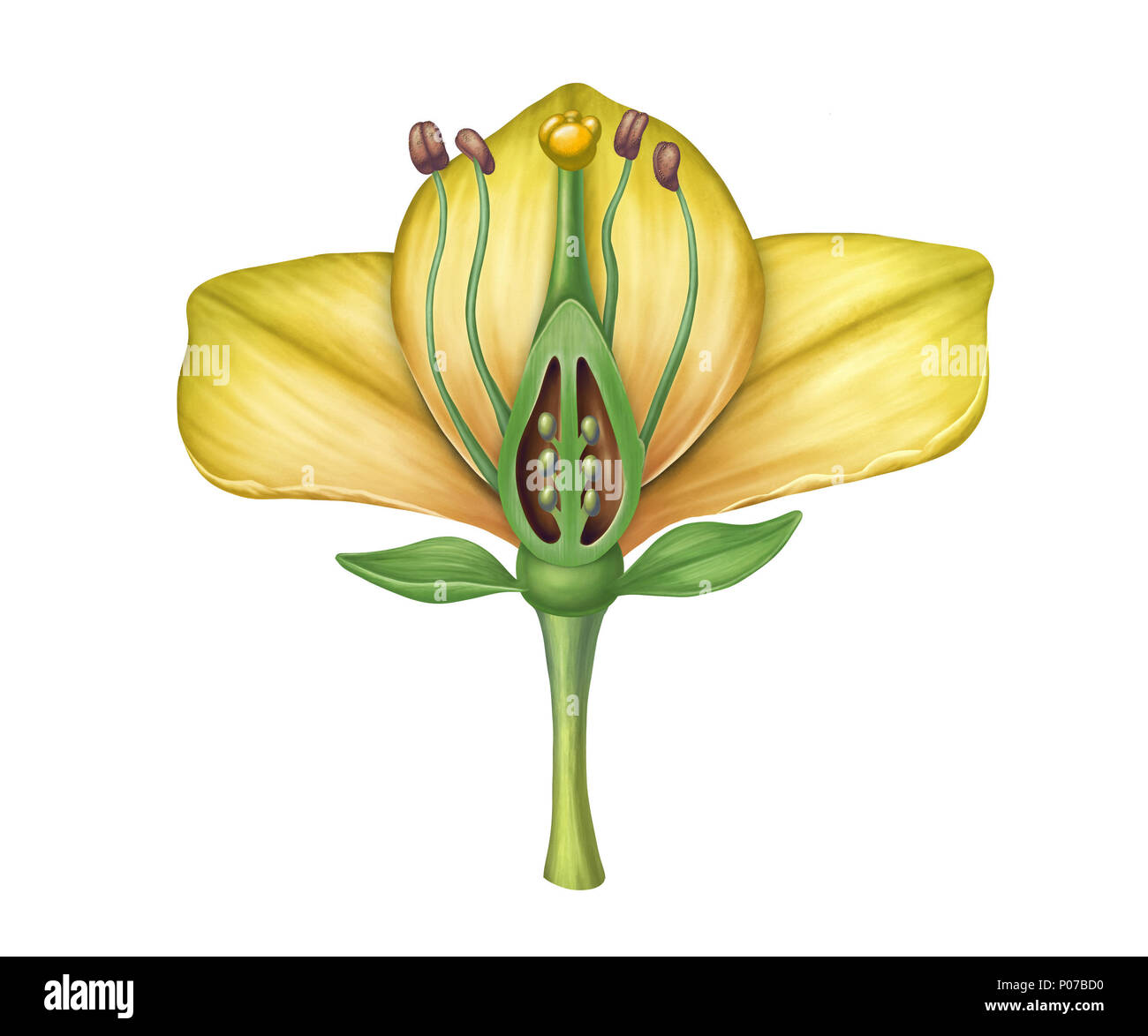 Cross section diagram showing the different parts of a flower. Digital illustration. Stock Photo